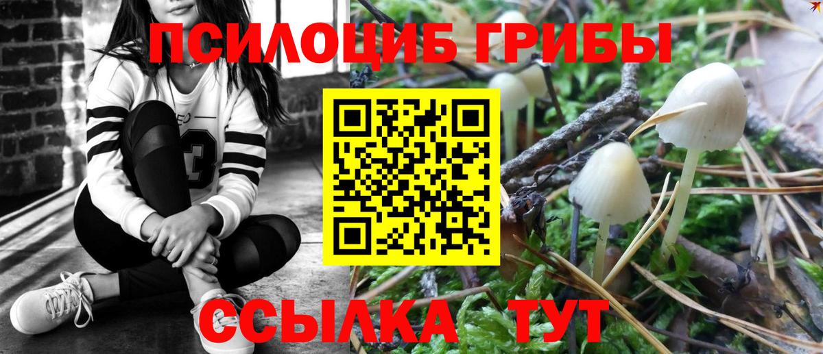 Галлюциногенные грибы Psilocybe Обнинск